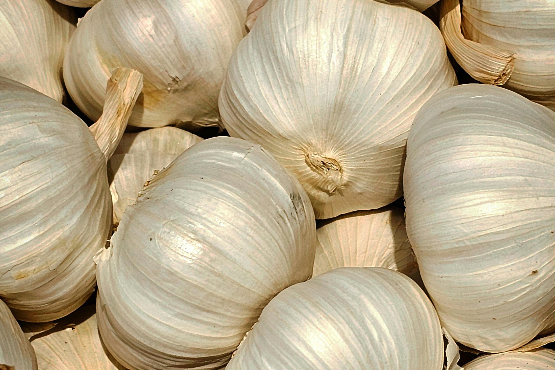 fresh garlic